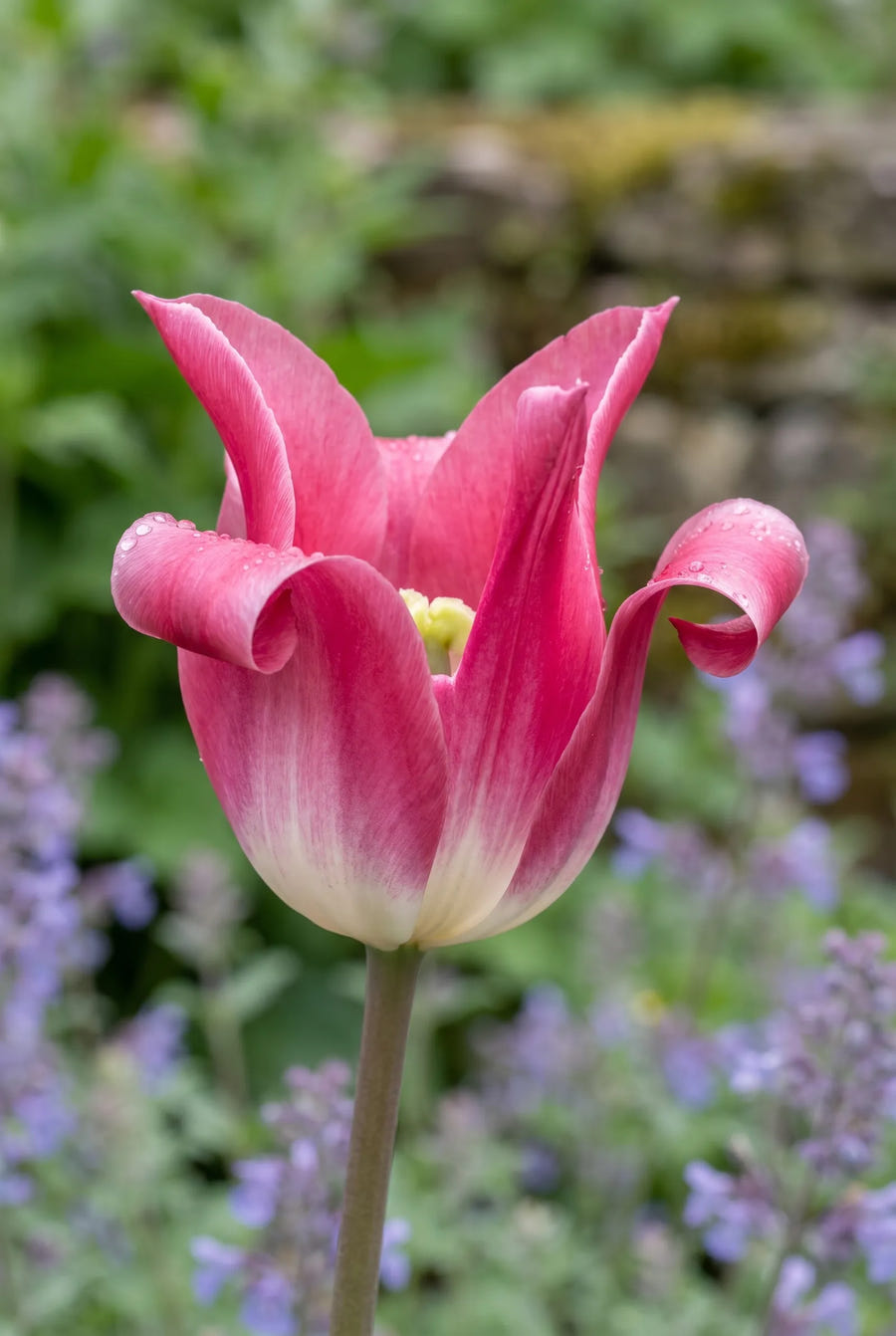 Tulipa Crown of Dynasty — close-up van de bloem