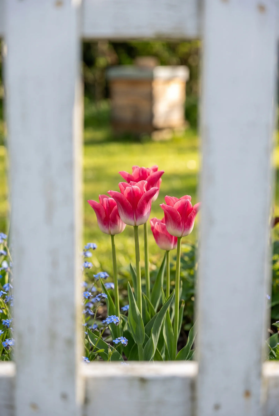 Tulipa Crown of Dynasty — in de tuin