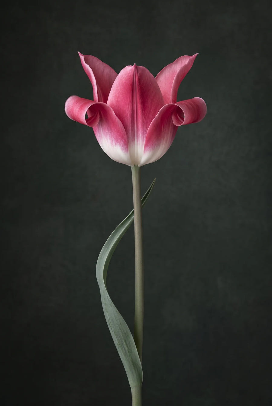 Tulipa Crown of Dynasty — sfeerbeeld