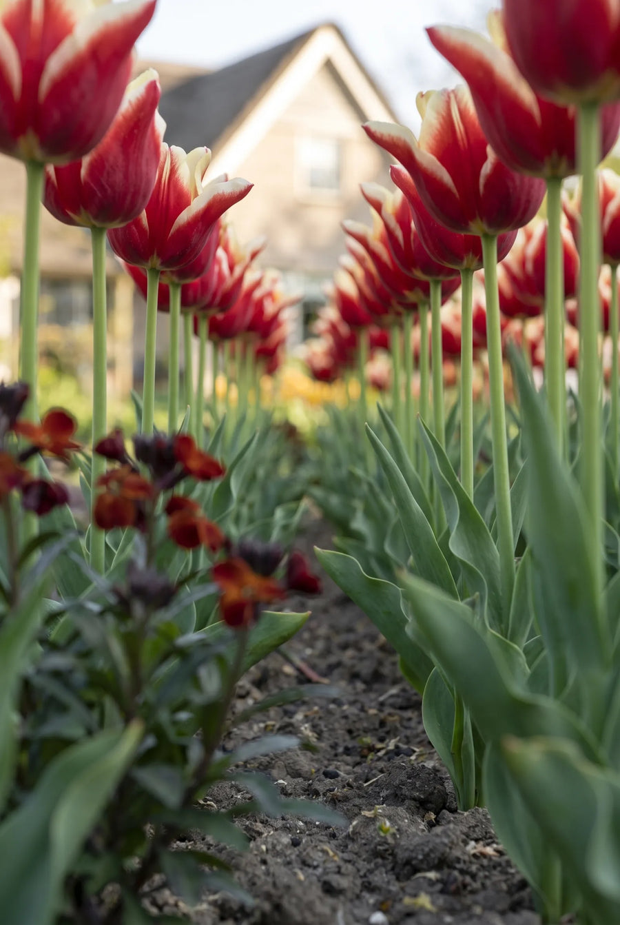 Tulipa Elegant Crown — in de tuin