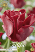 Tulipa Red Dress