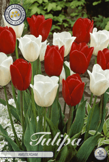 Tulipa Amsterdam