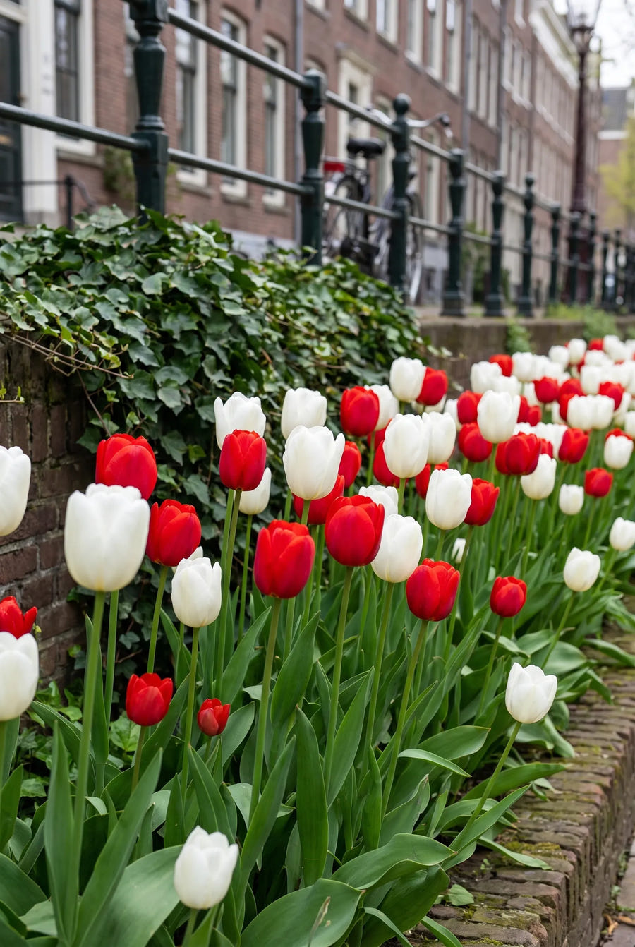 Tulipa Amsterdam — in de border