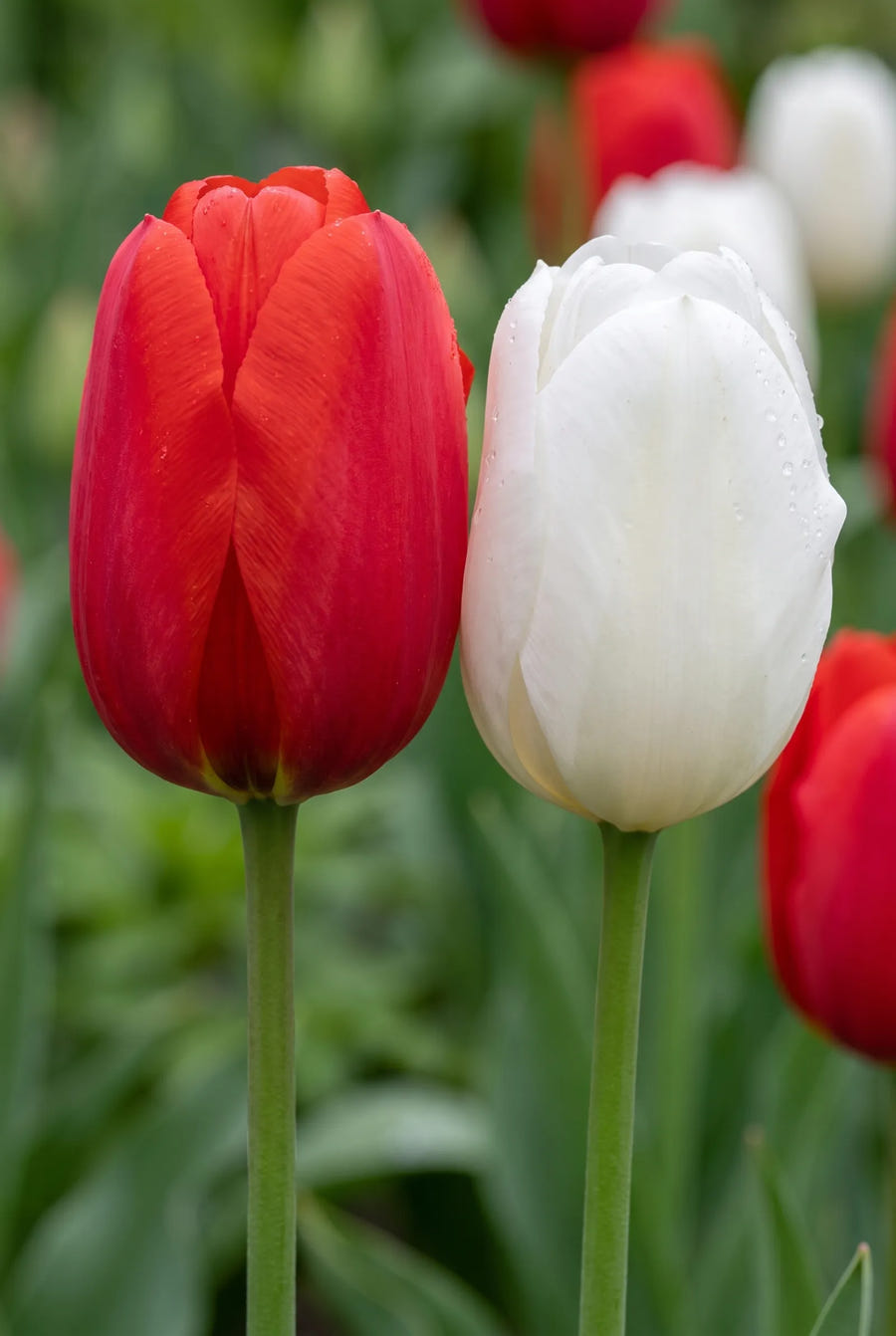 Tulipa Amsterdam — close-up van de bloem