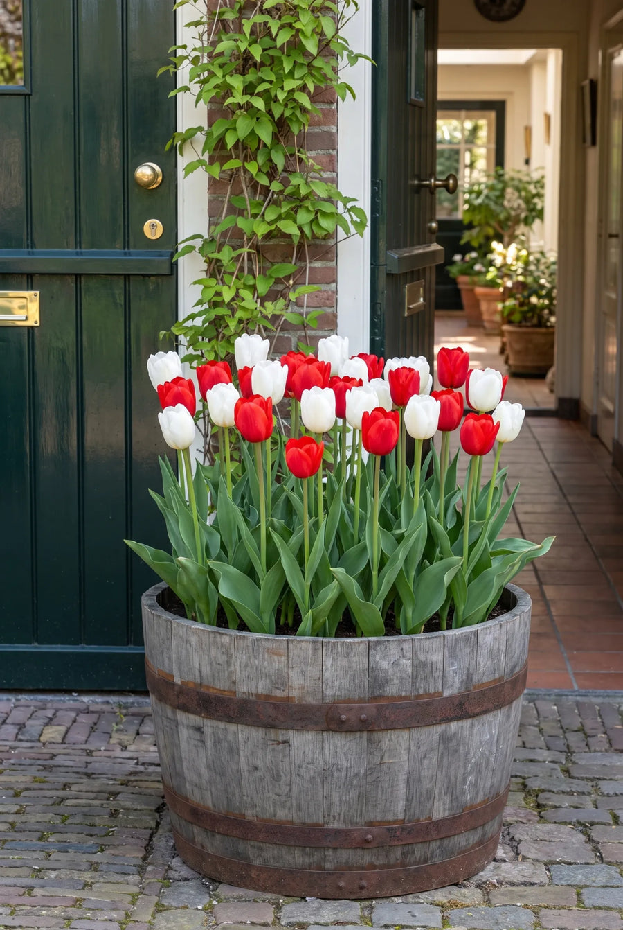 Tulipa Amsterdam — in pot op terras