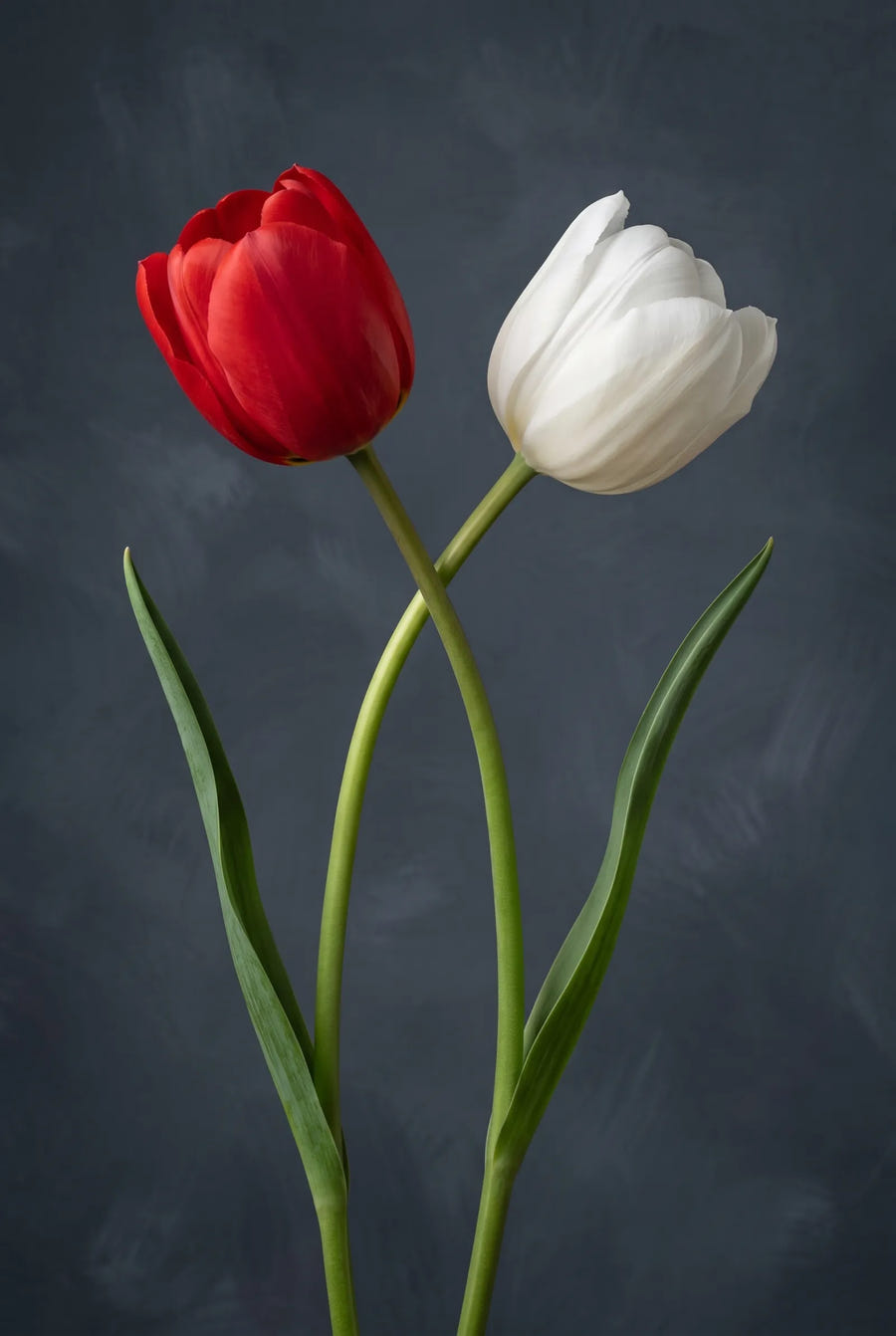 Tulipa Amsterdam — sfeerbeeld