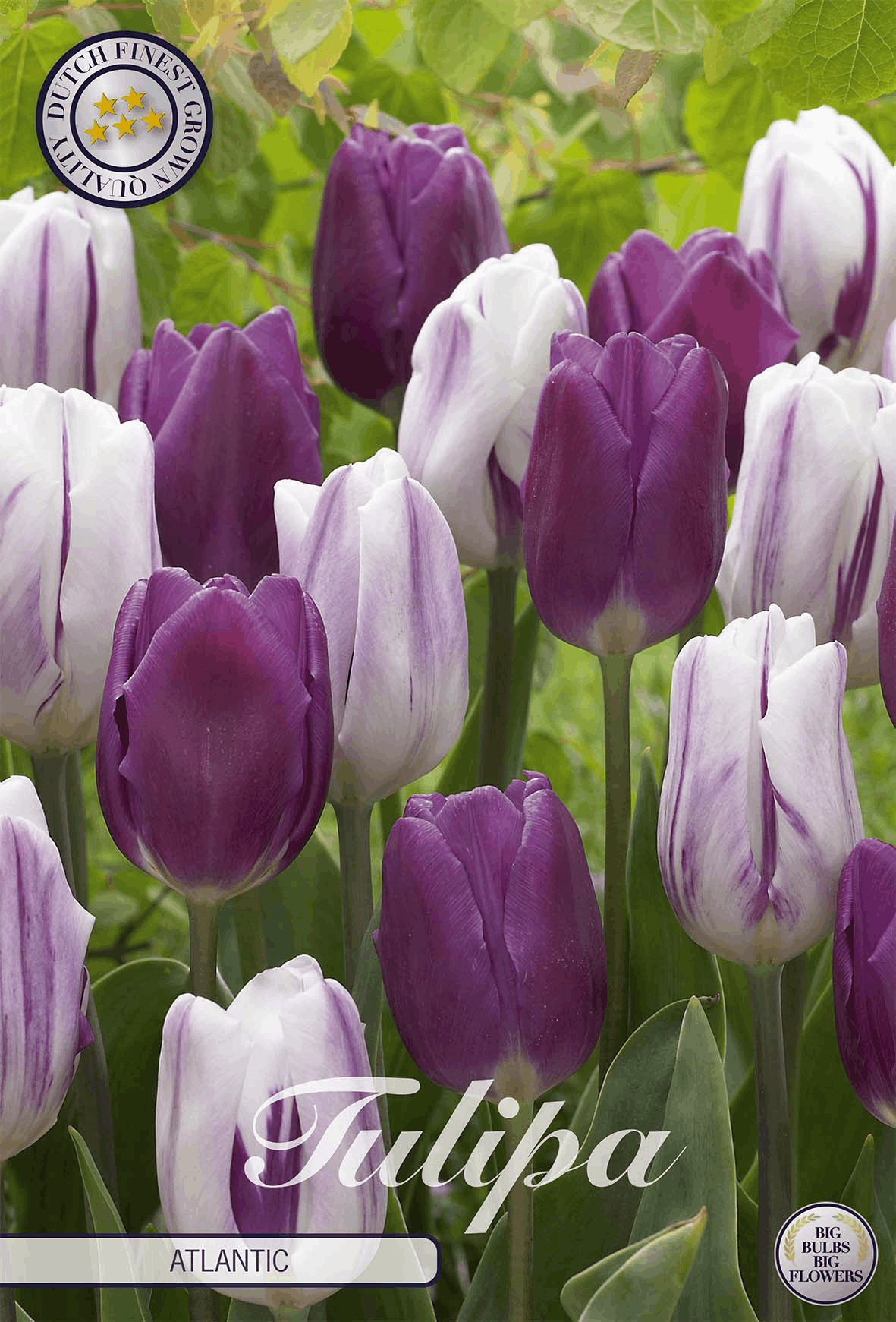 Tulipa Atlantic
