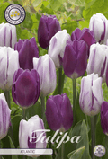 Tulipa Atlantic