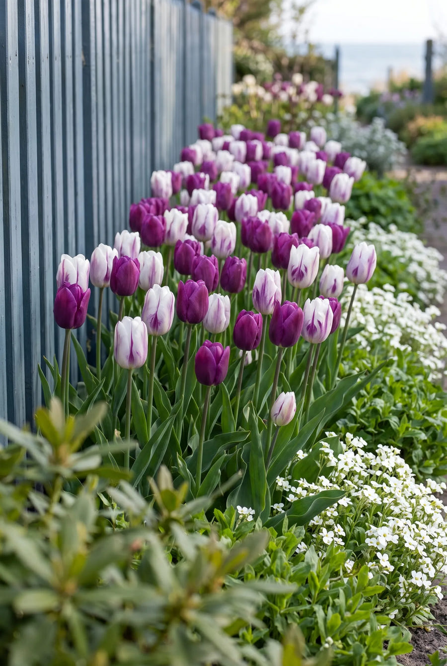 Tulipa Atlantic — in de border
