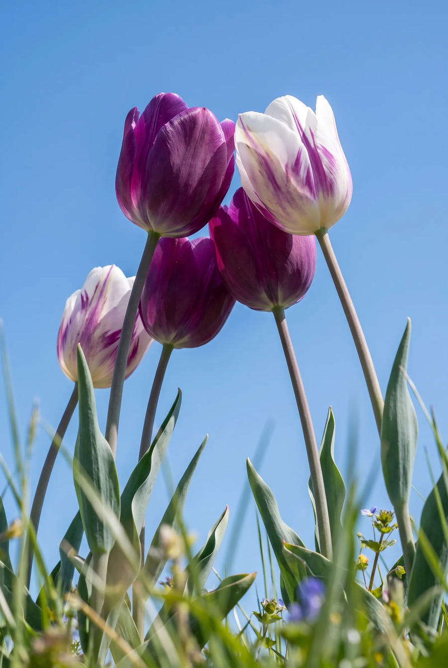 Tulipa Atlantic — in de tuin