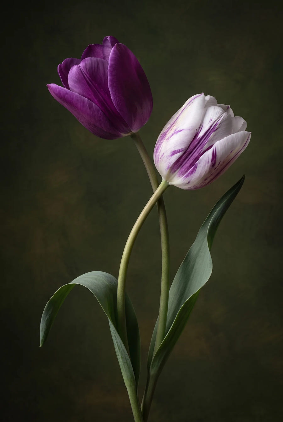 Tulipa Atlantic — sfeerbeeld