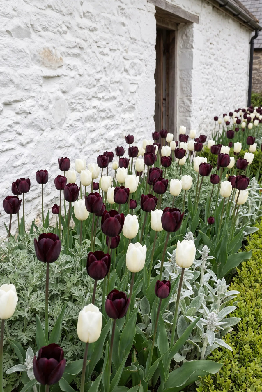 Tulipa Black Jacky — in de border