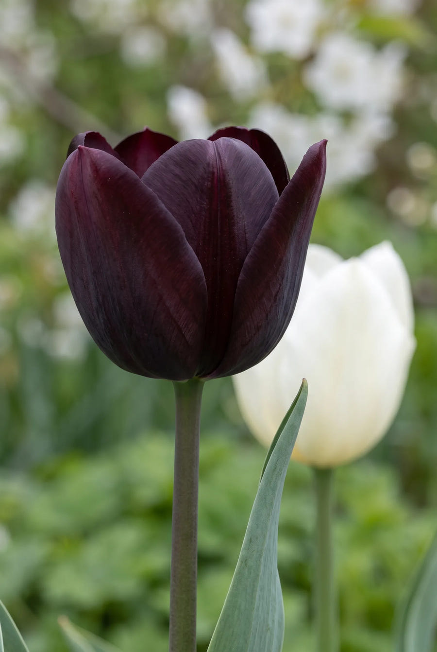 Tulipa Black Jacky — close-up van de bloem