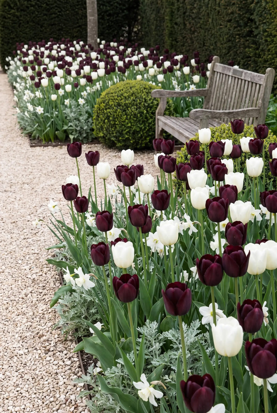 Tulipa Black Jacky — groep in de tuinborder