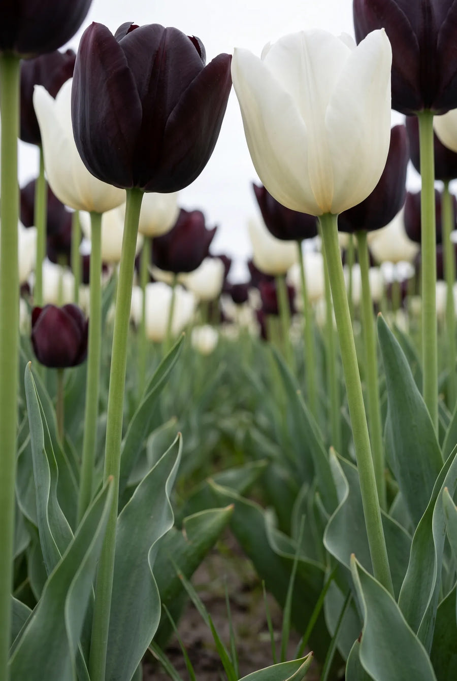 Tulipa Black Jacky — in de tuin