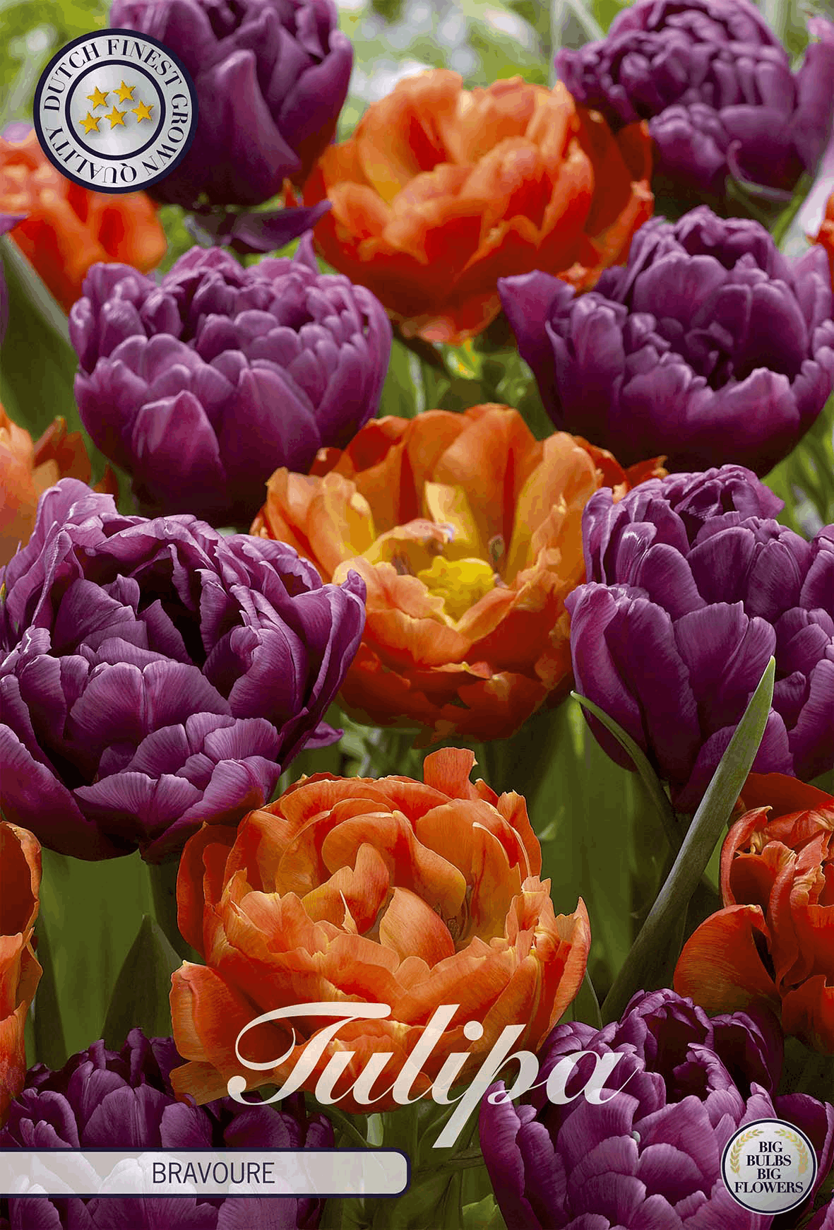 Tulipa Bravoure