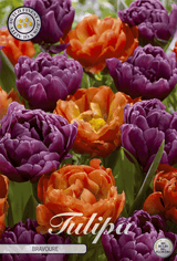 Tulipa Bravoure