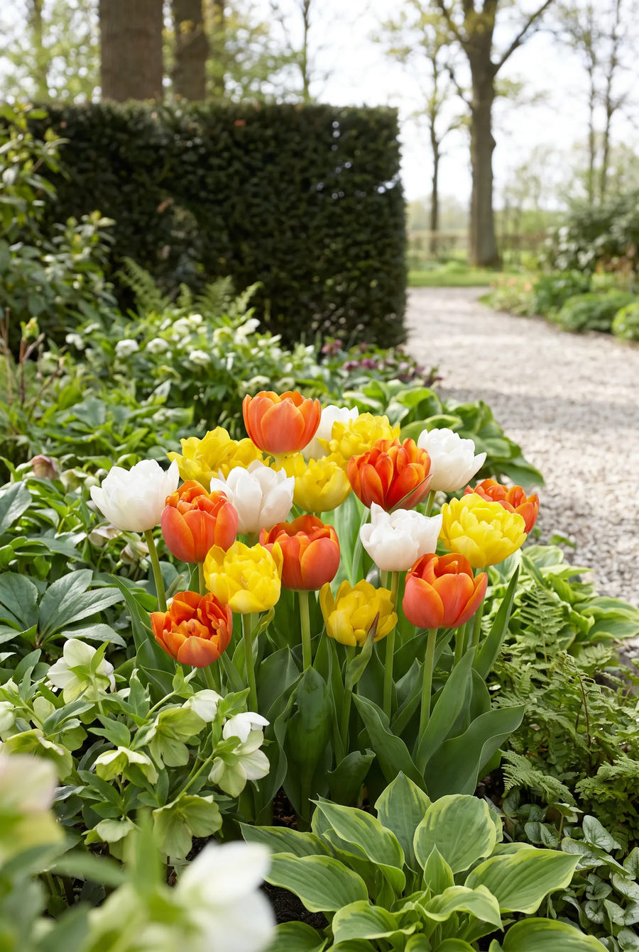 Tulipa Casanova — in de tuin