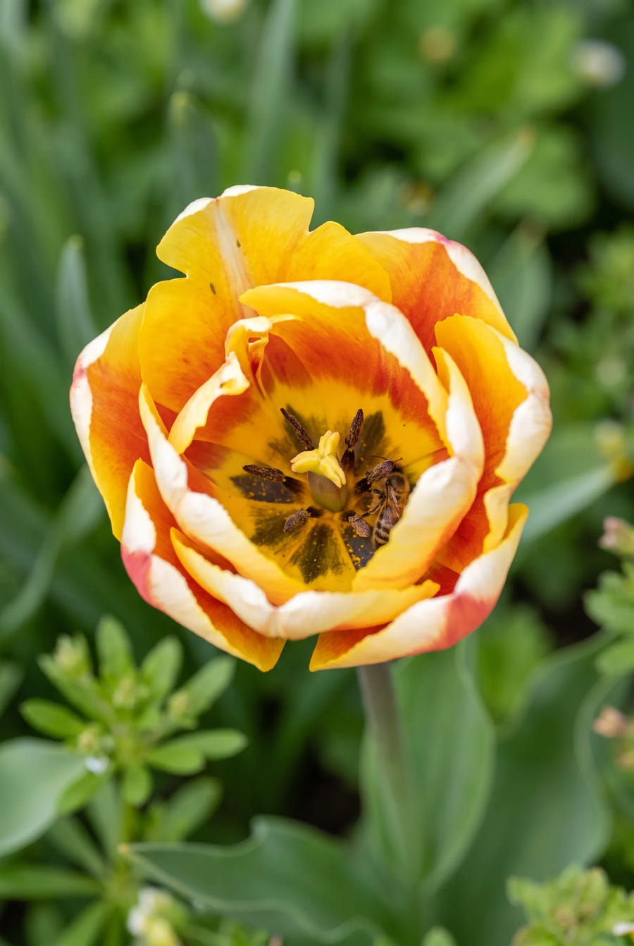 Tulipa Casanova — hart van de bloem