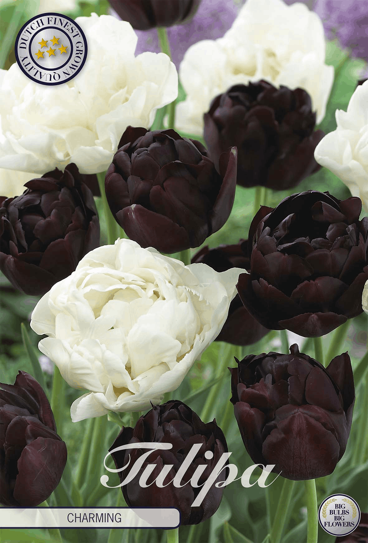 Tulipa Charming