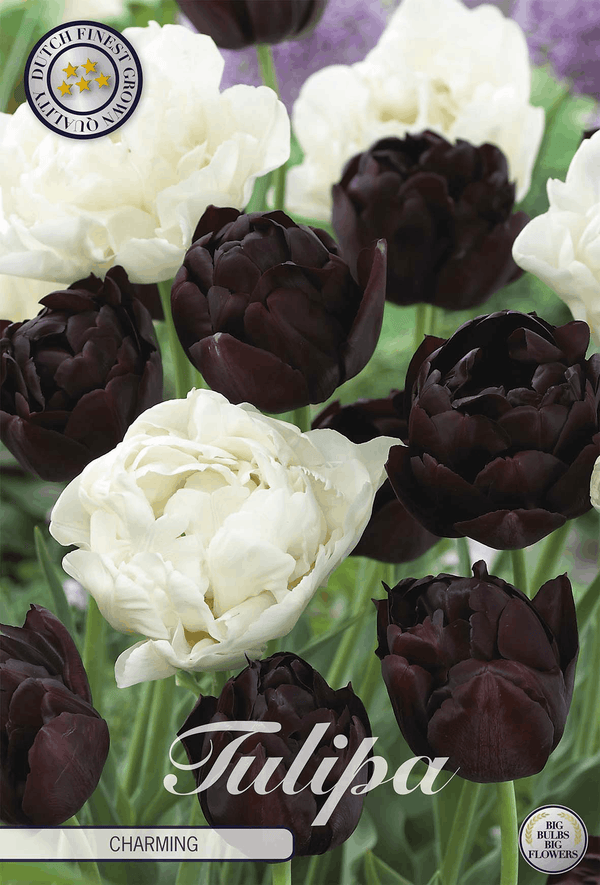 Tulipa Charming