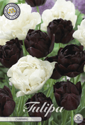 Tulipa Charming