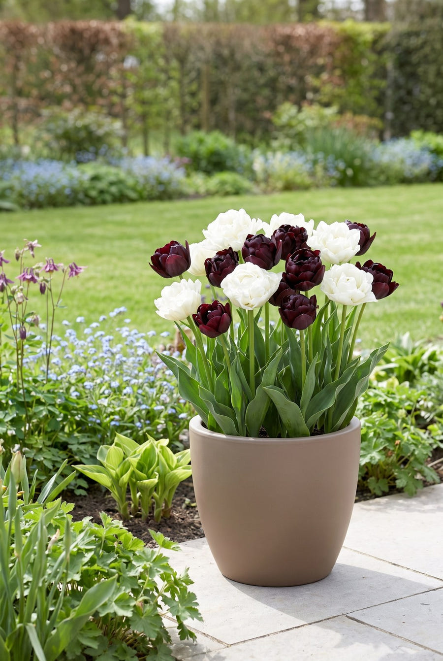 Tulipa Charming — in pot op het terras