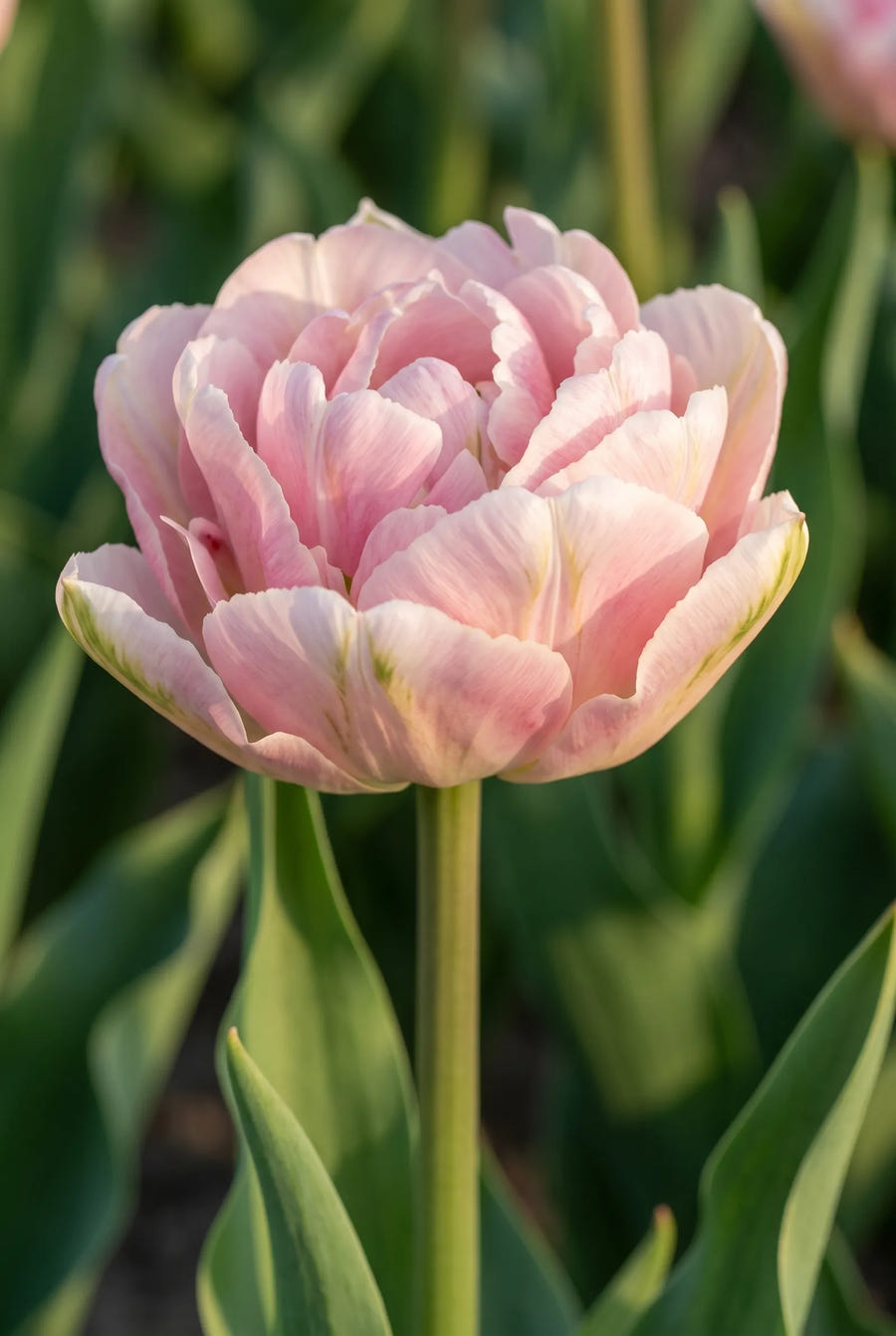 Tulipa Double Dutch — close-up van de bloem