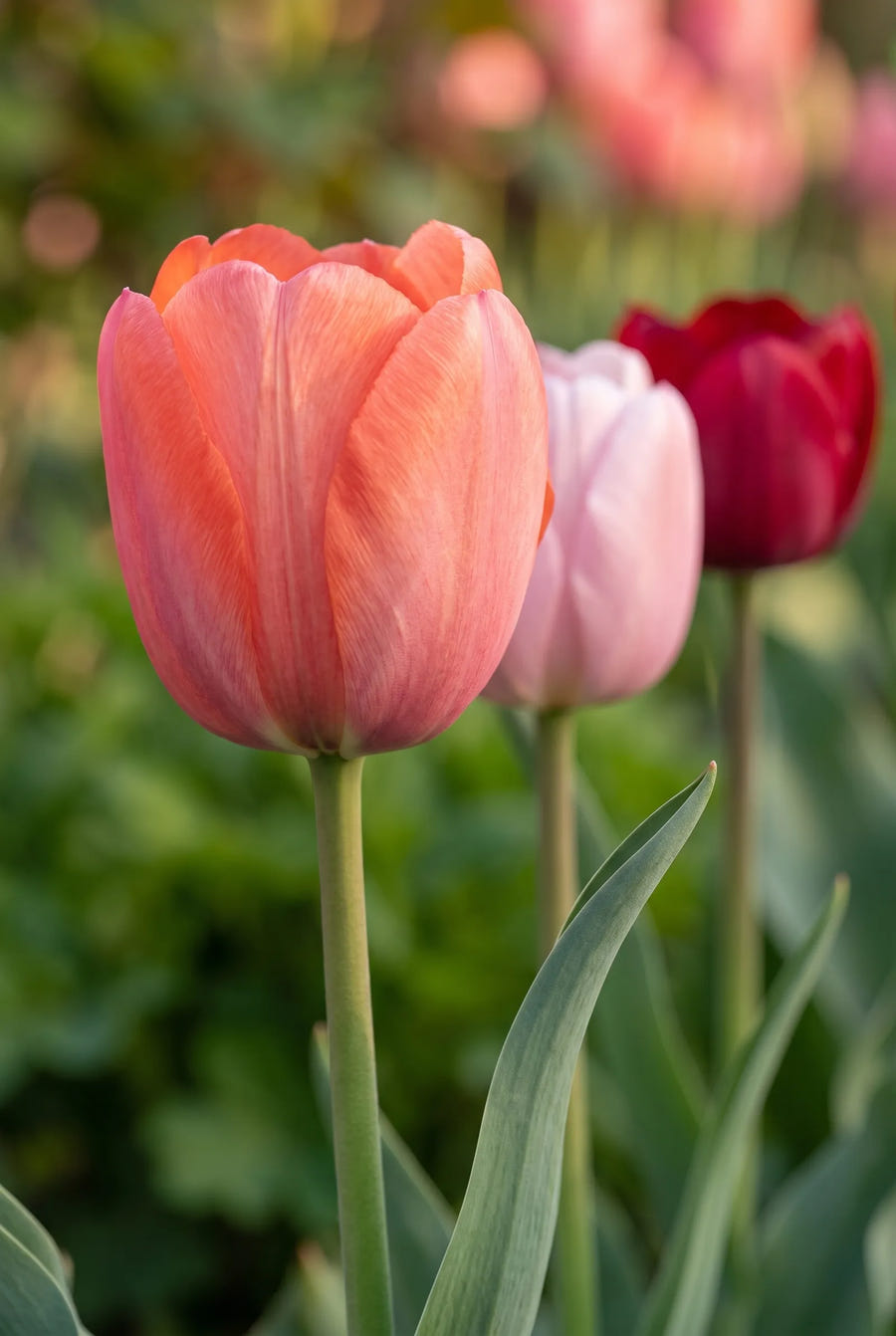 Tulipa Flower Parade — close-up van de bloem