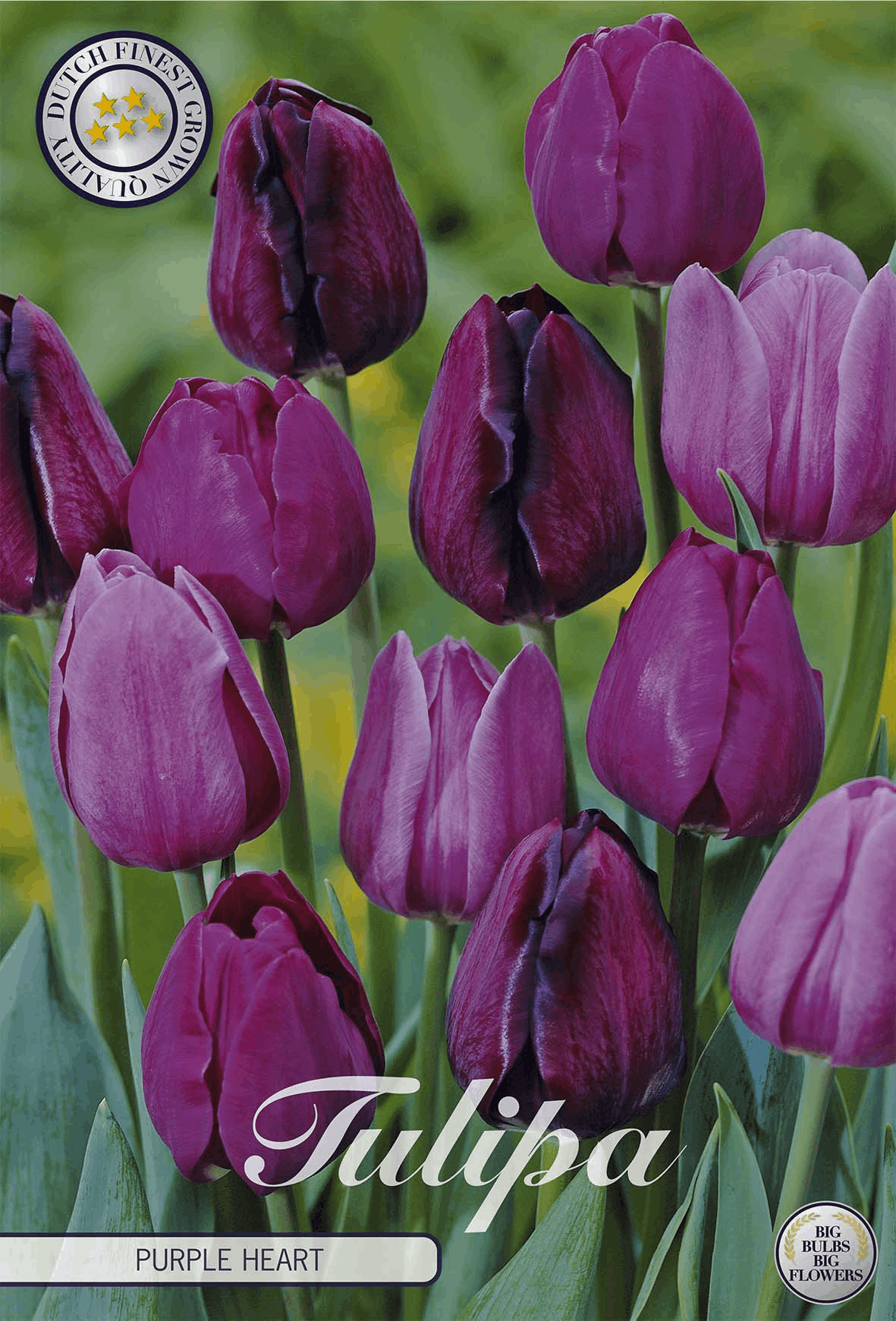Tulipa Purple Heart