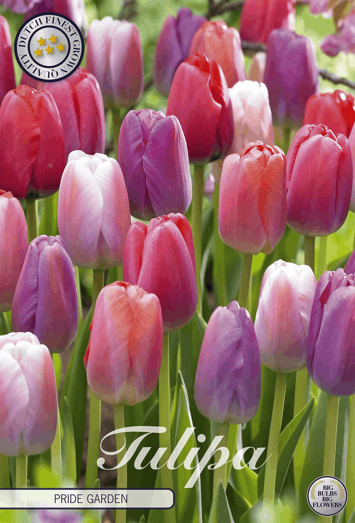 Tulipa Pride Garden