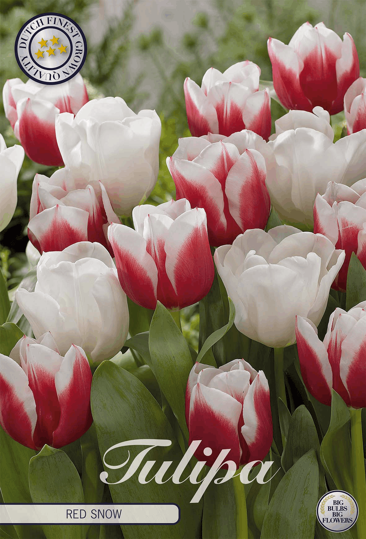 Tulipa Red Snow
