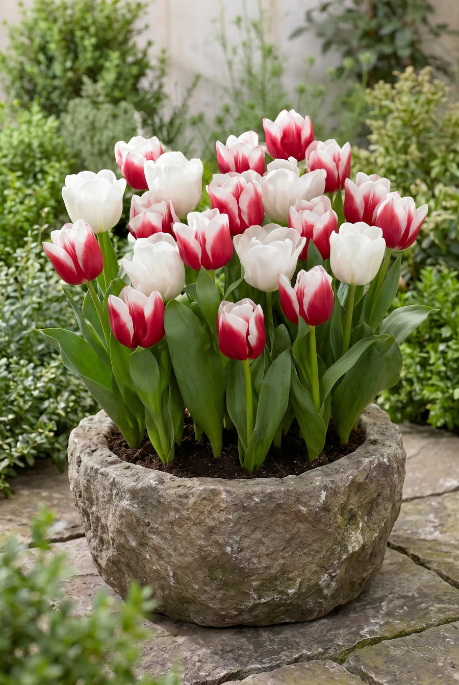 Tulipa Red Snow — in pot op terras