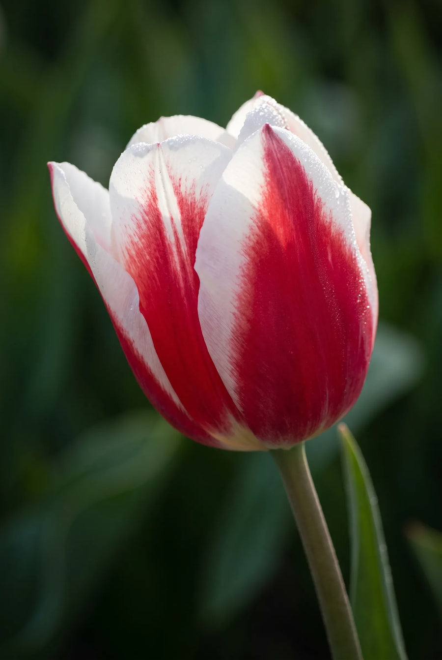 Tulipa Red Snow — sfeerbeeld