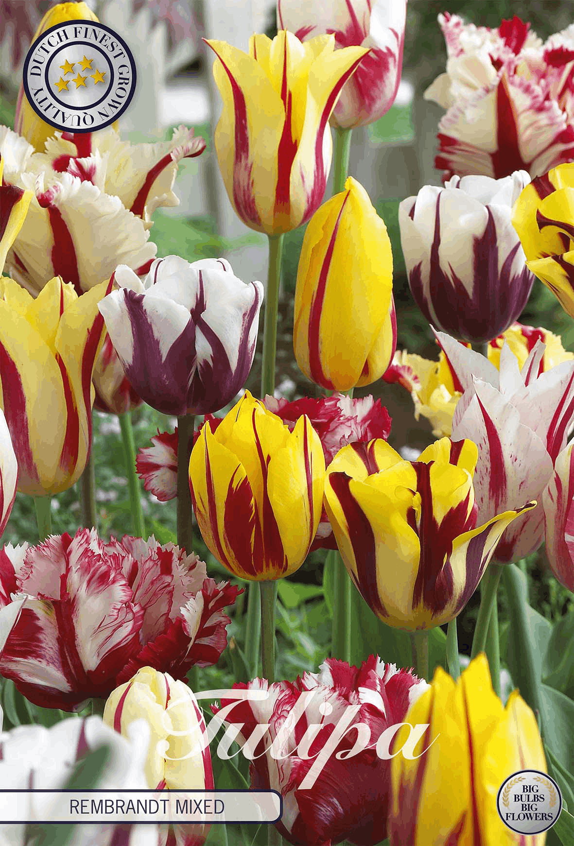 Tulipa Rembrandt Mixed