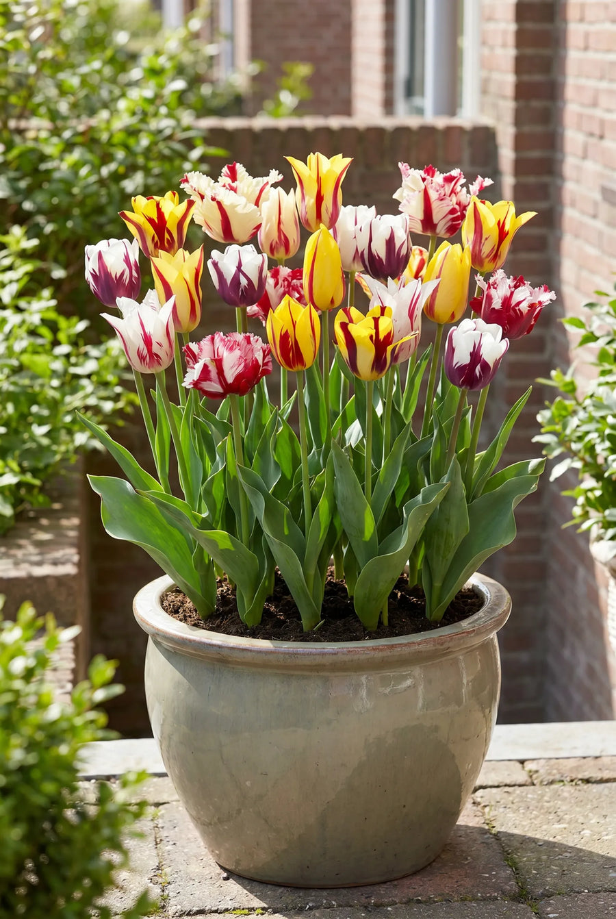 Tulipa Rembrandt Mixed — in pot op terras