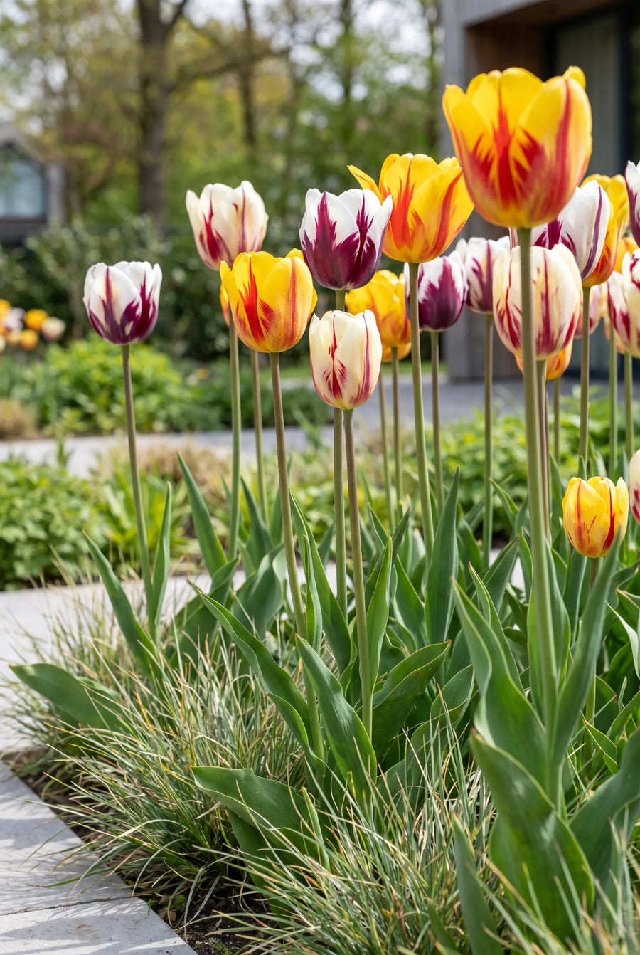 Tulipa Rembrandt Mixed — in de tuin