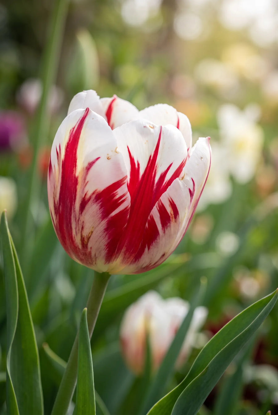 Tulipa Rembrandt Mixed — sfeerbeeld