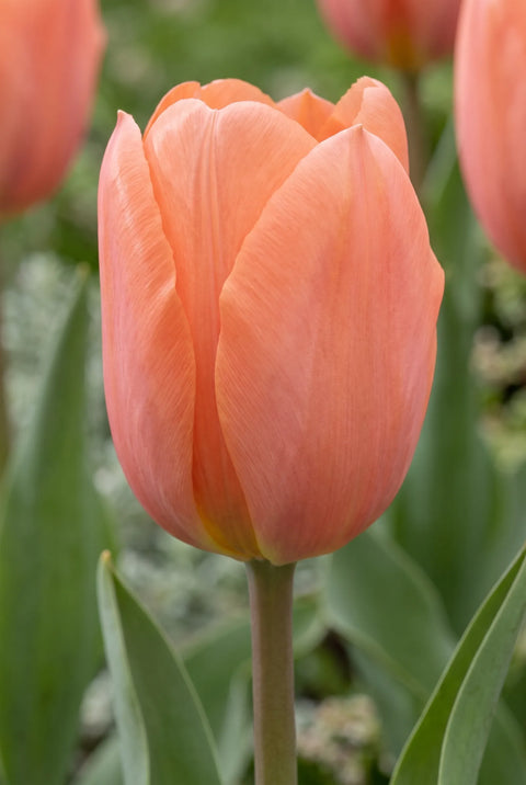 Tulipa Stockholm