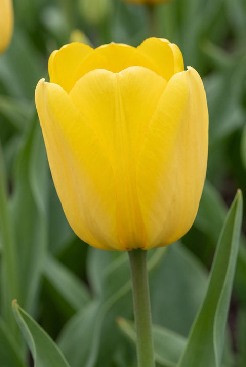 Tulipa Van Gogh