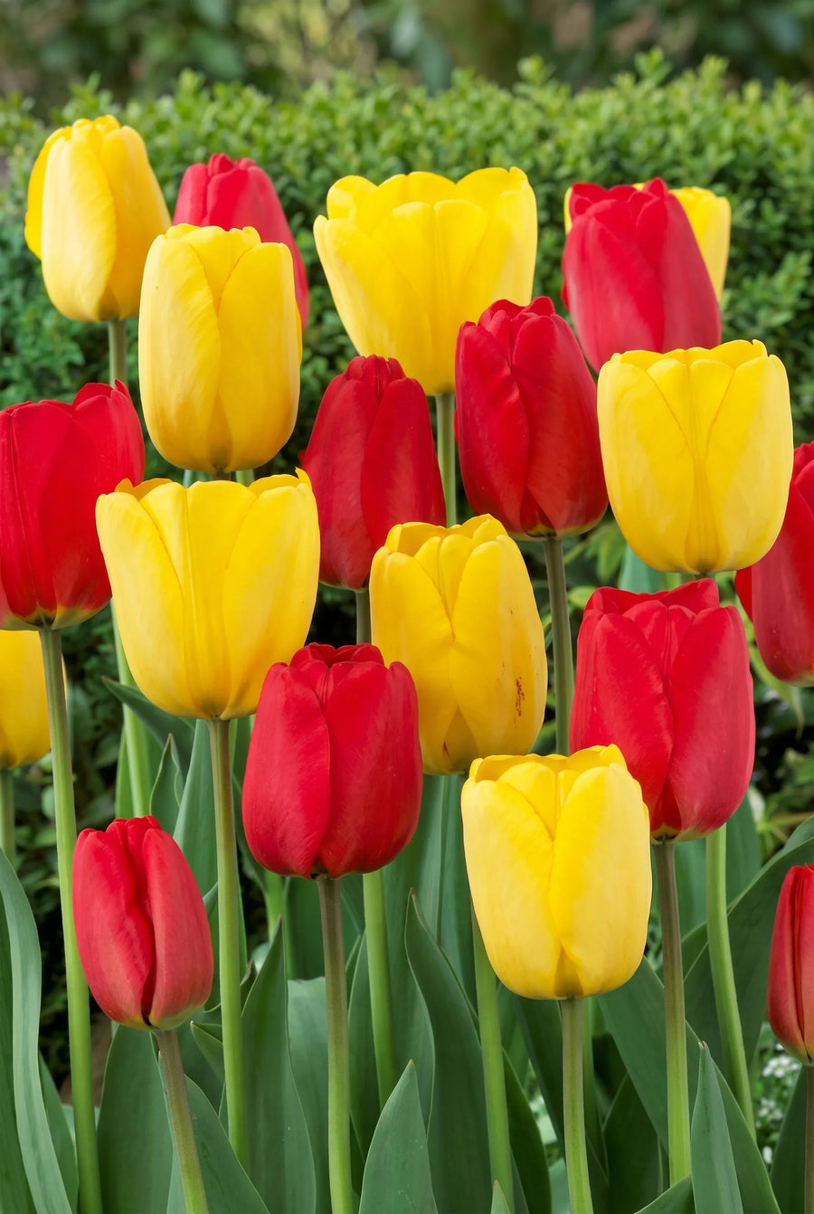 Tulipa Van Gogh — in de tuin