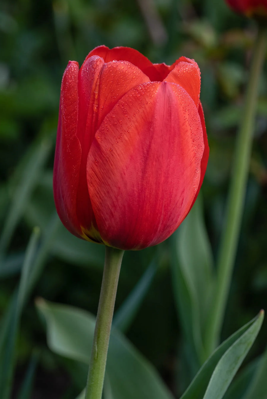 Tulipa Van Gogh — sfeerbeeld