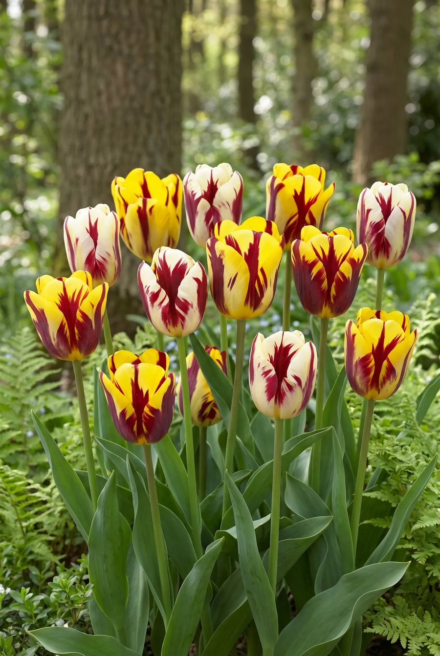 Tulipa Vermeer — groep in de tuinborder