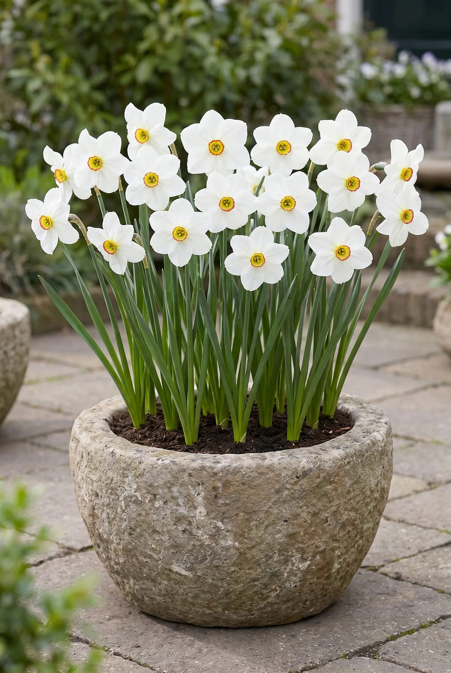 Narcissus Actaea — in pot op terras