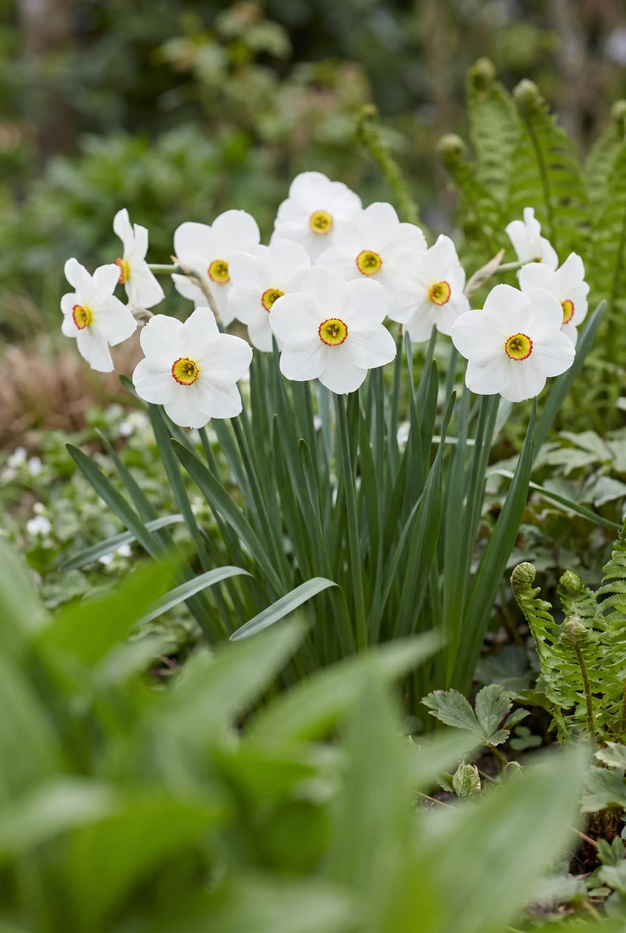 Narcissus Actaea — in de tuin