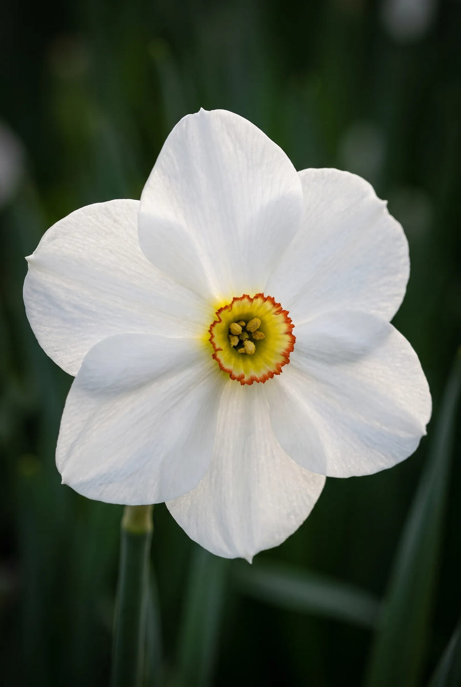Narcissus Actaea — sfeerbeeld