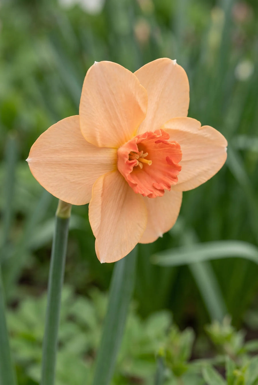 Narcissus Altruist — close-up van de bloem