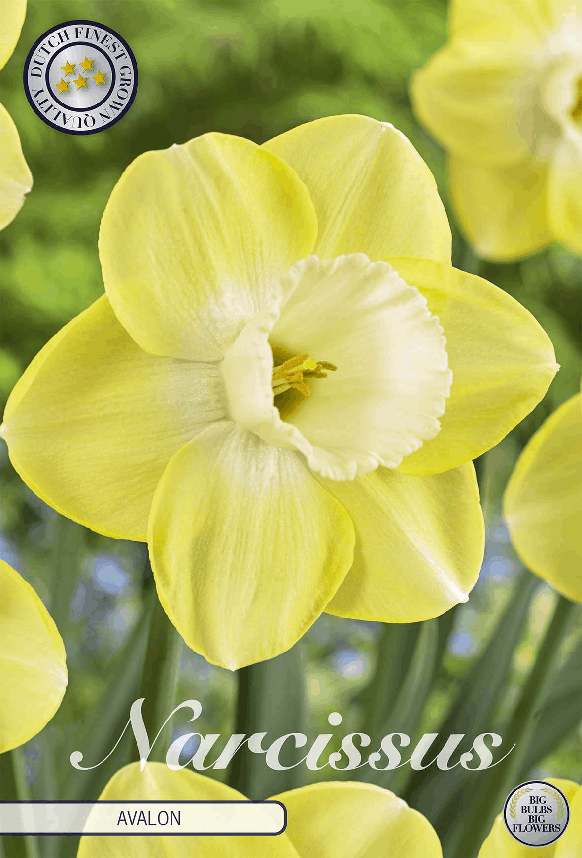 Narcissus Avalon