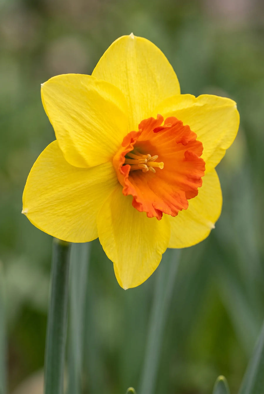 Narcissus Bantam — close-up van de bloem