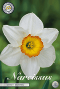 Narcissus Barrett Browning